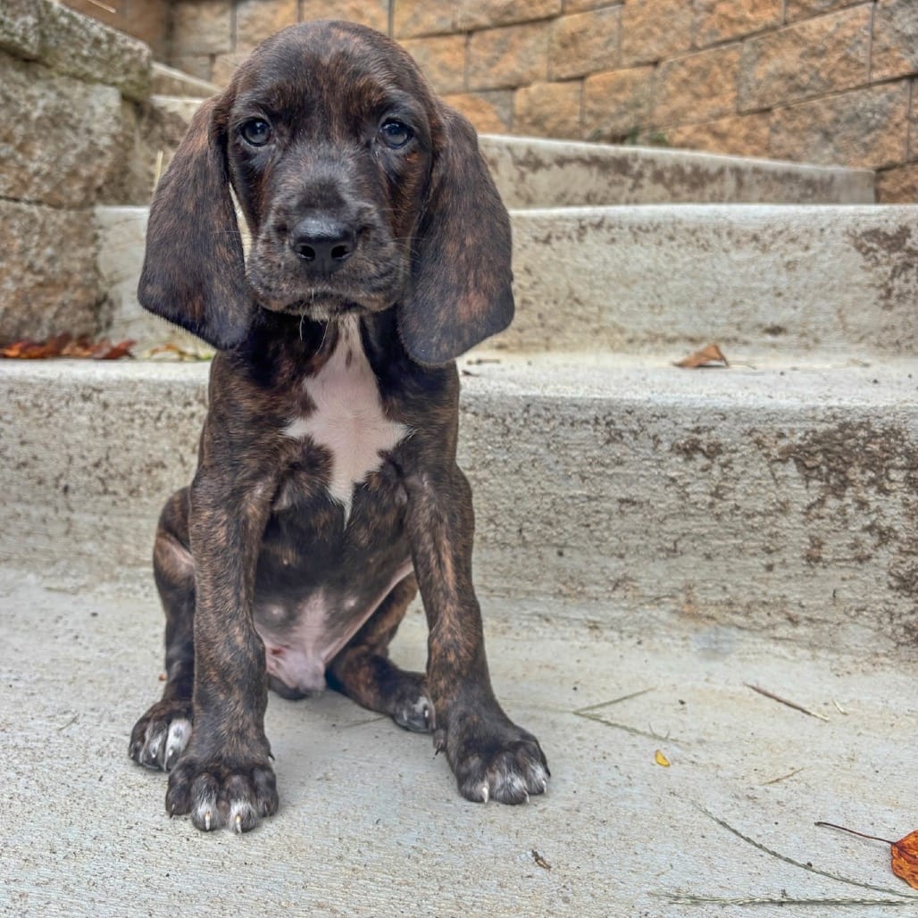 Photo of Rebecca Pup - Benedick, adoptable Hound, Plott / Hound in Fairfax Station, Virginia
