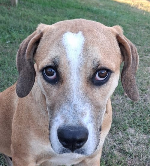 Photo of Gunner, adoptable Mountain Cur in Cookeville, Tennessee