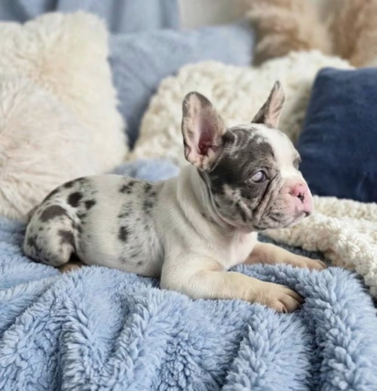 Photo of Whiskey, adoptable French Bulldog in Perrysville, Maryland