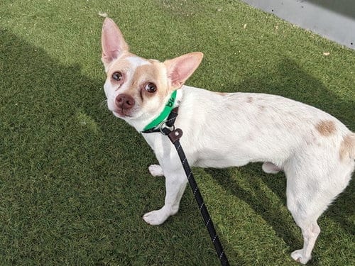 Photo of Duhguyyo, adoptable Chihuahua in Phoenix, Arizona