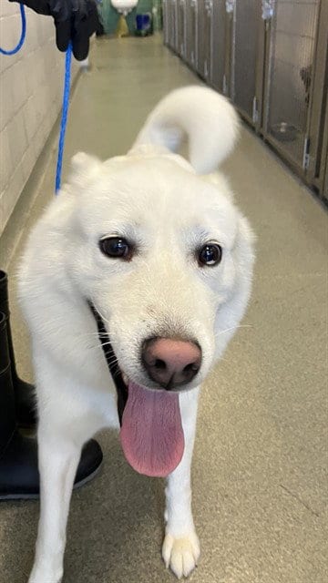Photo of Astro, adoptable Siberian Husky in Dallas, Texas