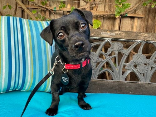 Photo of Darla, adoptable Chihuahua in Santa Clara, California