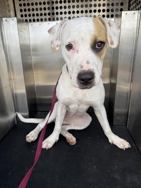 Photo of Ms. Frizzle, adoptable American Staffordshire Terrier in Grand Prairie, Texas