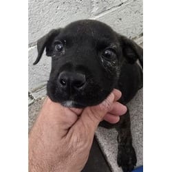 Photo of Anastacia, adoptable American Pit Bull Terrier in San Bernardino, California