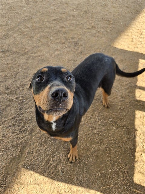 Photo of Anneliese, adoptable Rottweiler in Killeen, Texas