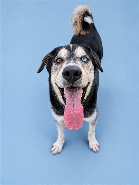 Photo of Waylon, adoptable Anatolian Shepherd in Westminster, Maryland