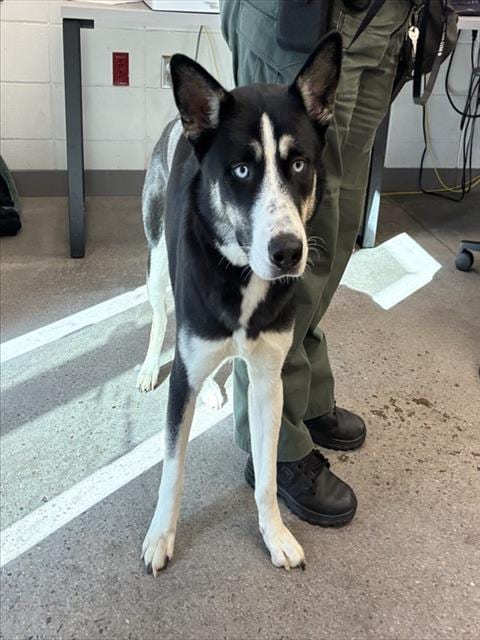 Photo of Ashoka, adoptable Siberian Husky in Mesa, Arizona