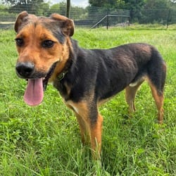 Photo of Brother JuM, adoptable German Shepherd Dog in Hartford, Connecticut