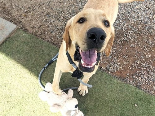 Photo of Cheddar, adoptable Labrador Retriever in Phoenix, Arizona