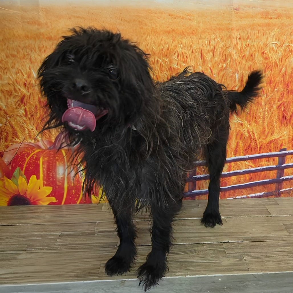 Photo of Rambo, adoptable Shih Tzu / Terrier in Normal, Illinois