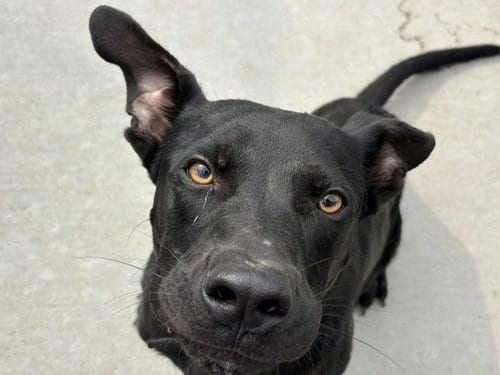Photo of Enzo, adoptable Labrador Retriever in Tulsa, Oklahoma