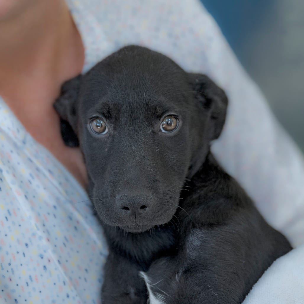 Photo of Rolo (2), adoptable Retriever, Black Labrador / Mix in Chapel Hill, North Carolina