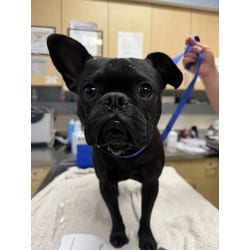 Photo of Petey, adoptable French Bulldog in Jurupa Valley, California
