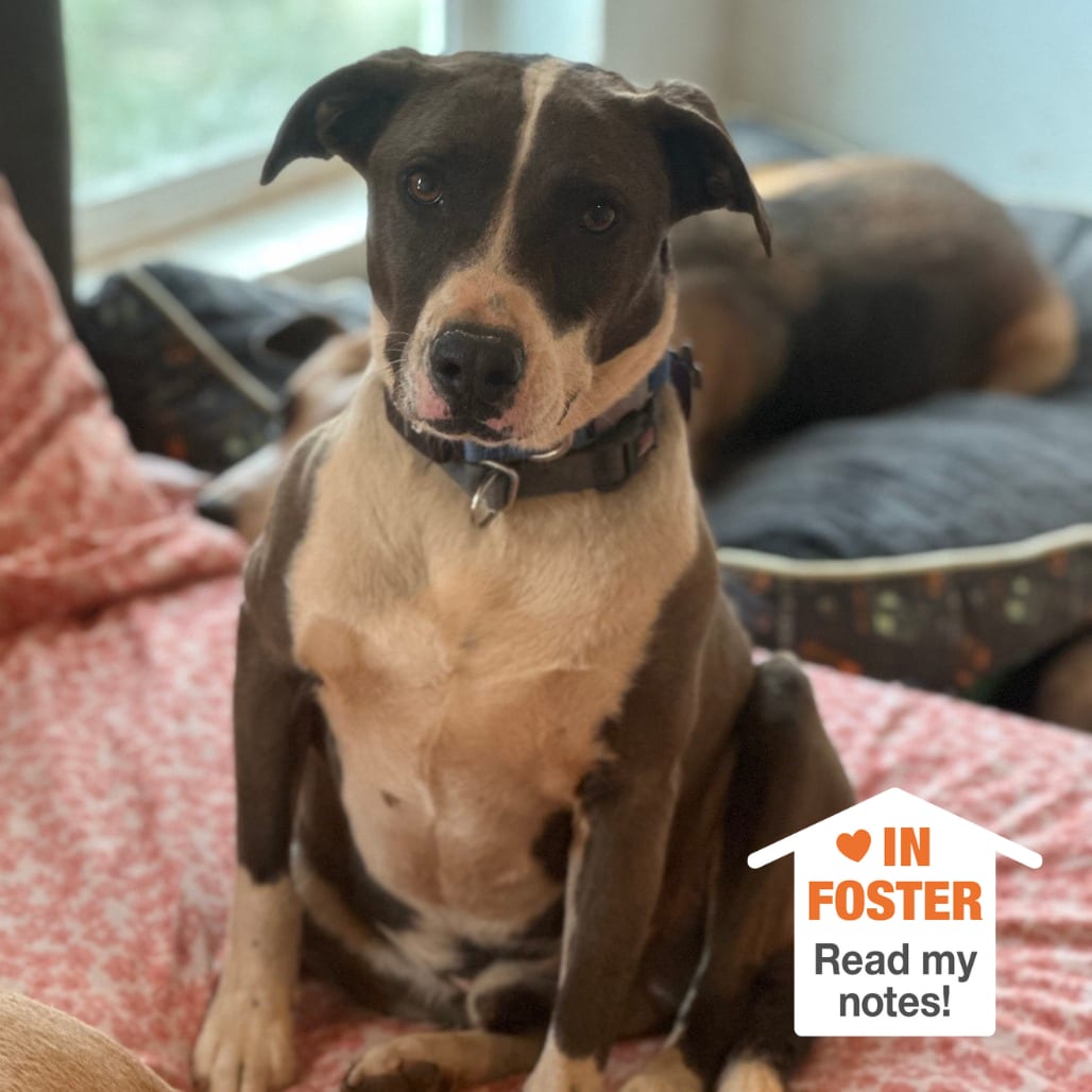 Photo of Tyler, adoptable Terrier, American Pit Bull / Mix in Kanab, Utah