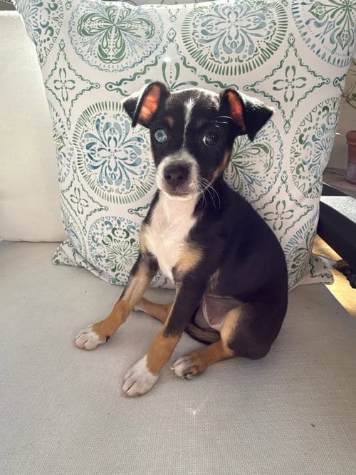 Photo of Valerie, adoptable Chihuahua in Sunnyvale, California