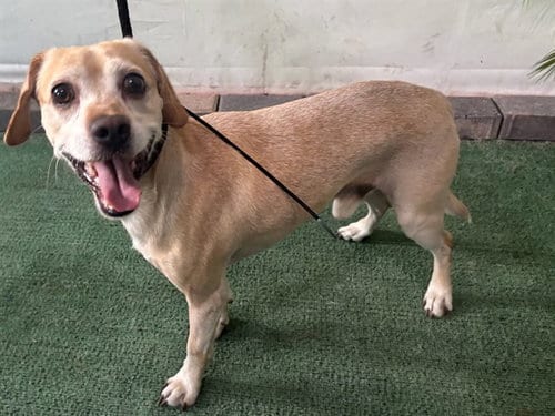 Photo of Benito, adoptable Chihuahua in Baldwin Park, California
