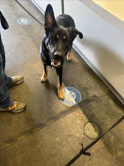 Photo of Oso, adoptable German Shepherd Dog in Los Angeles, California