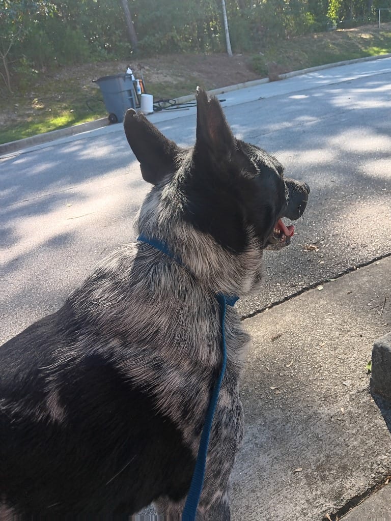 Photo of Apollo, adoptable Mixed Breed in Douglasville, Georgia