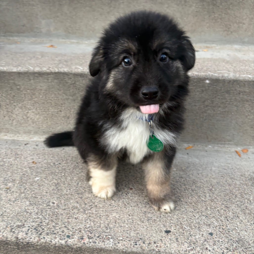 Photo of Hendrix, adoptable Mixed Breed (Medium) in Buffalo, Minnesota