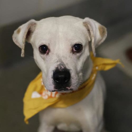 Photo of Bruce, adoptable Boxer in San Antonio, Texas
