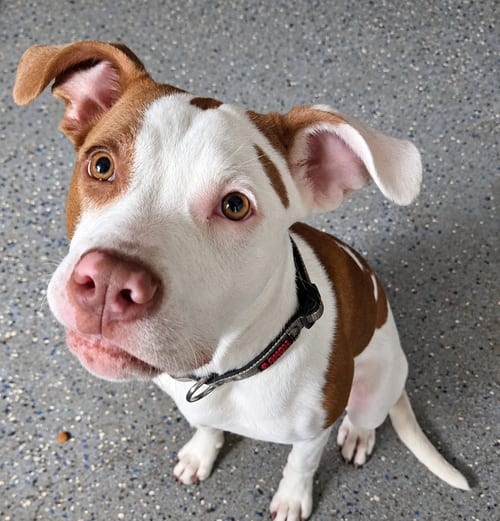 Photo of Star, adoptable Terrier in St. Augustine, Florida
