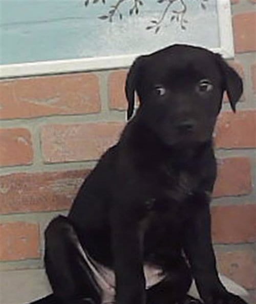 Photo of Bubbles, adoptable Labrador Retriever in Houston, Texas