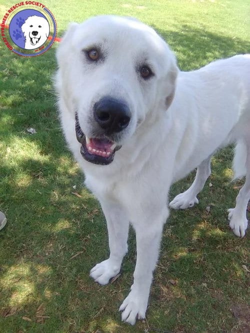 Photo of Condor, adoptable Great Pyrenees in Spring, Texas
