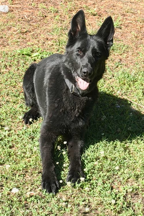 Photo of Hera 7314, adoptable German Shepherd Dog in Centreville, Virginia