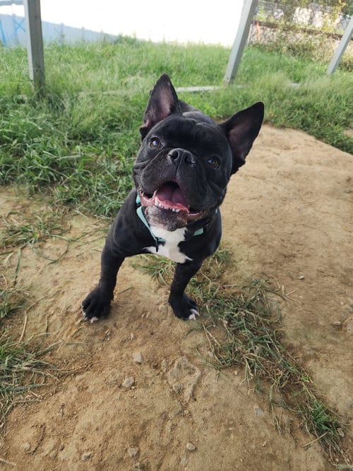 Photo of Peter, adoptable Bulldog in Evansville, Indiana