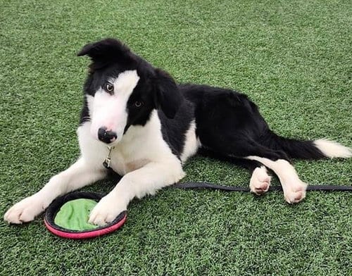 Photo of Nimbus, adoptable Border Collie in Highland, Illinois