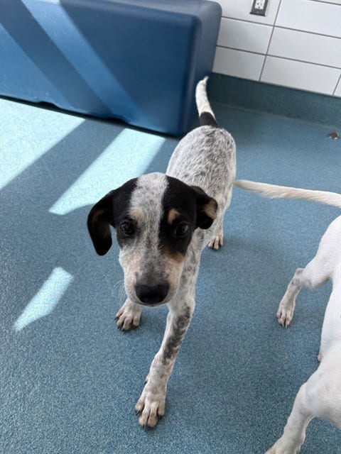 Photo of Tomato, adoptable Australian Cattle Dog/Blue Heeler in Pearland, Texas