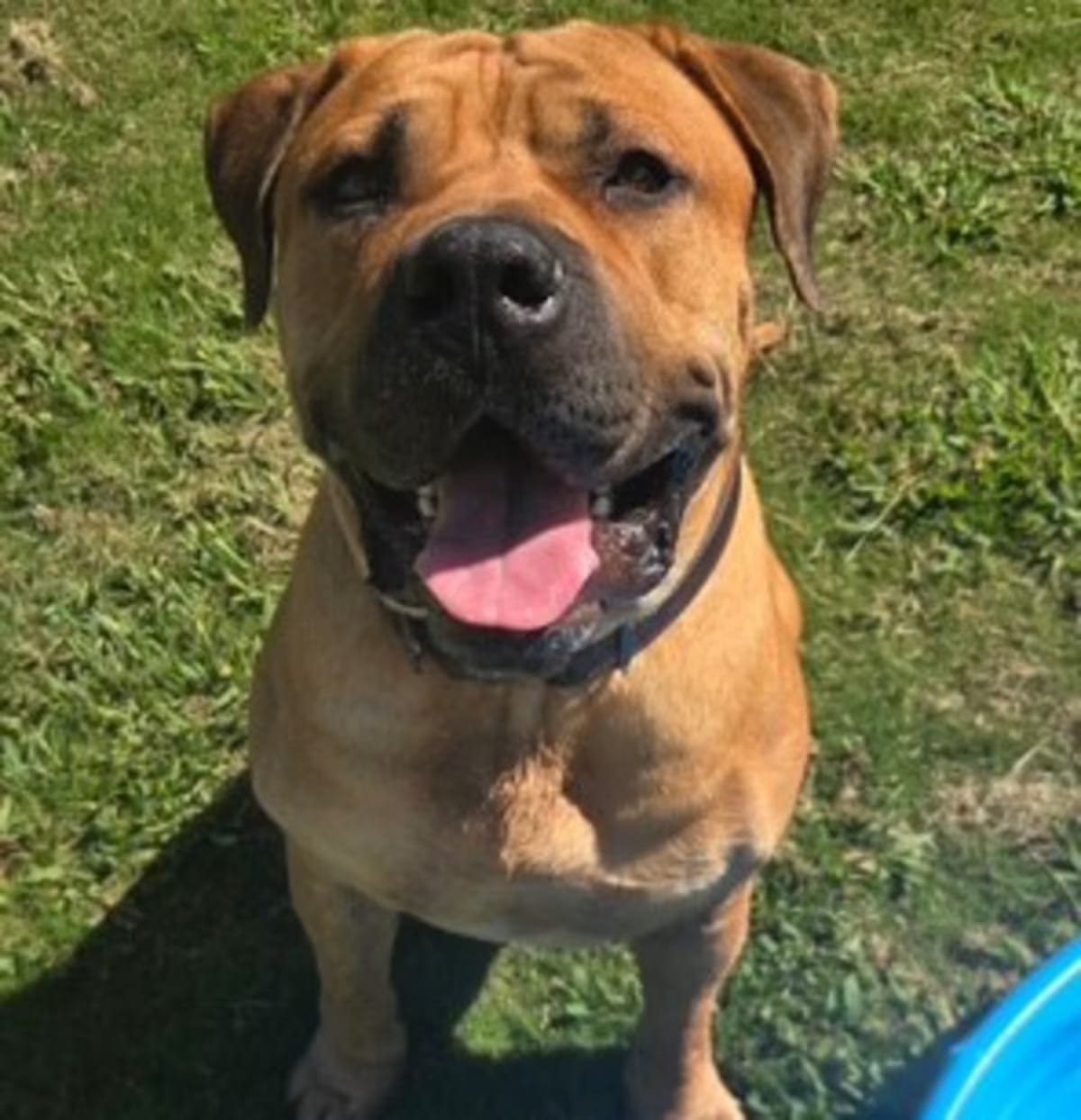 Photo of Titus, adoptable Mastiff in Lancaster, Virginia