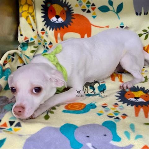 Photo of Bubbles, adoptable Chihuahua - Smooth Coated in Chicago Ridge, Illinois