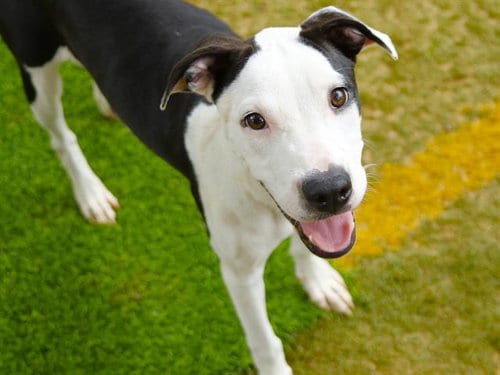 Photo of Beebee, adoptable American Staffordshire Terrier in Tallahassee, Florida