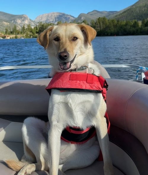 Photo of Sally, adoptable Labrador Retriever in Evergreen, Colorado