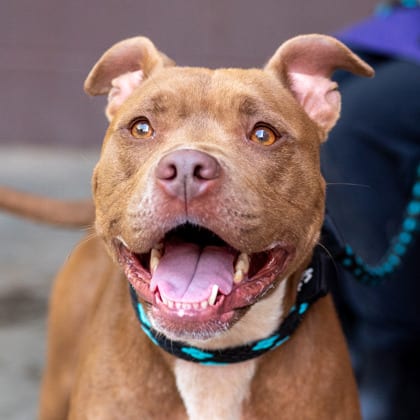 Photo of Dosdos, adoptable dog in Chamblee, Georgia