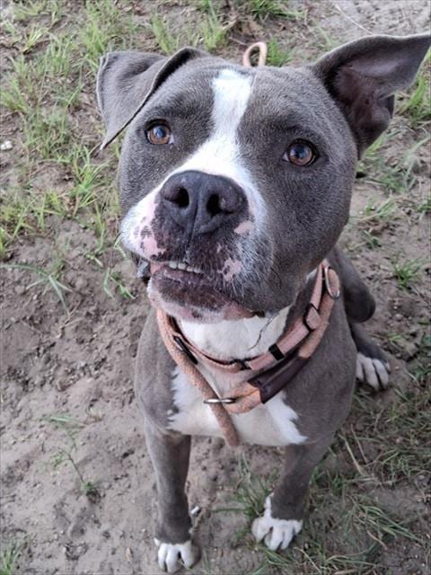 Photo of Berk, adoptable Staffordshire Bull Terrier in Ocala, Florida