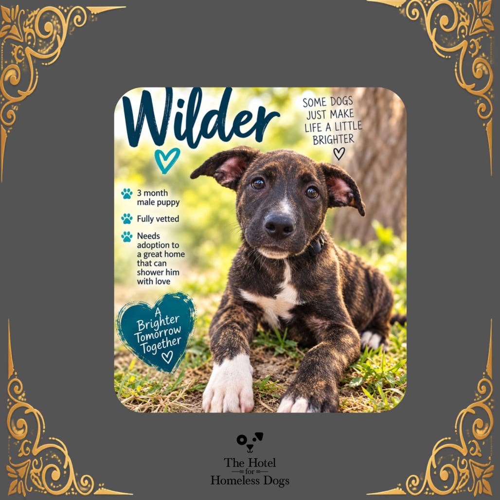 Photo of Wilder, adoptable Terrier / Mixed Breed (Medium) in Cumberland, Rhode Island