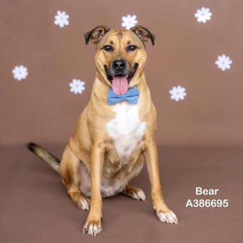 Photo of Bear, adoptable German Shepherd Dog in Conroe, Texas
