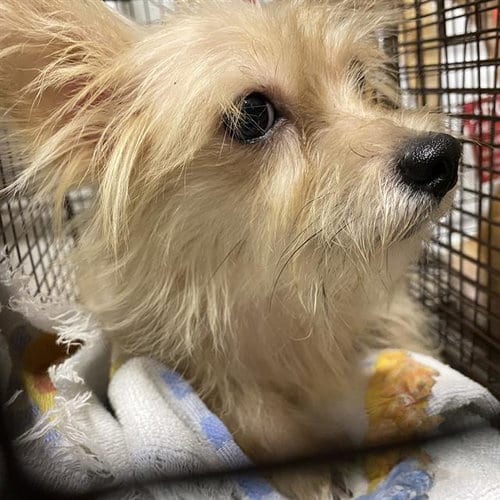 Photo of A614802, adoptable Yorkshire Terrier Yorkie in Modesto, California