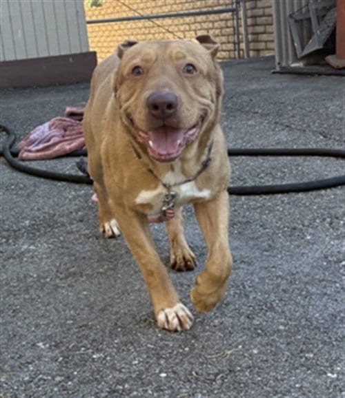 Photo of Gus, adoptable Pit Bull Terrier in Big Bear City, California