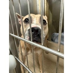 Photo of Zella, adoptable Terrier (Unknown Type, Medium) in Wantagh, New York