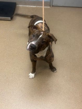 Photo of Yall, adoptable dog in Chamblee, Georgia