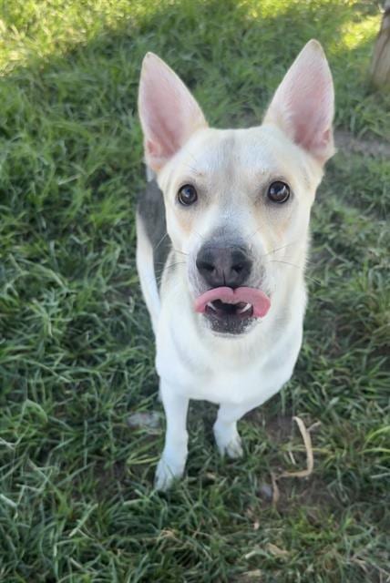 Photo of Elrick, adoptable German Shepherd Dog in Rosenberg, Texas