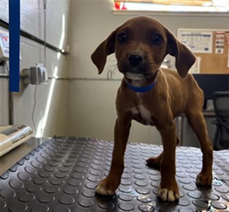 Photo of A888520, adoptable Beagle in Camarillo, California