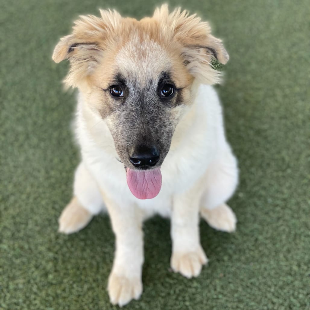 Photo of Bambi, adoptable Pyrenees, Great / Mixed Breed (Small) in Riverside, California