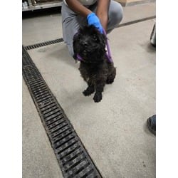 Photo of Scruffy, adoptable Lhasa Apso in Wantagh, New York