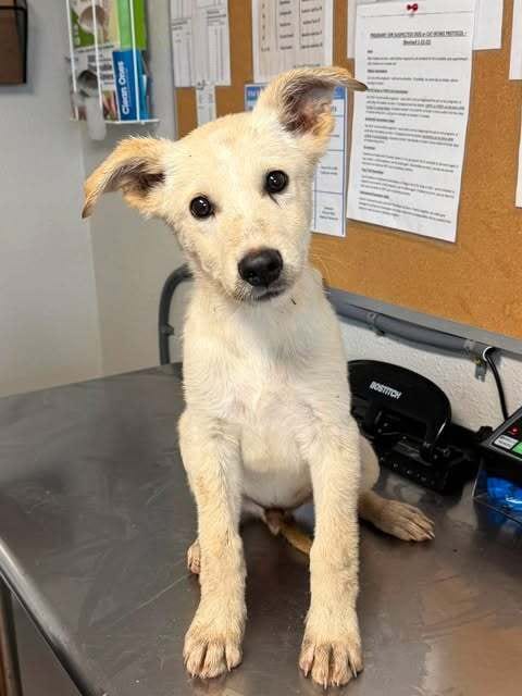 Photo of Bass, adoptable Labrador Retriever in Bolivar, Missouri