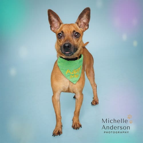 Photo of Churro, adoptable Chihuahua in Corona, California