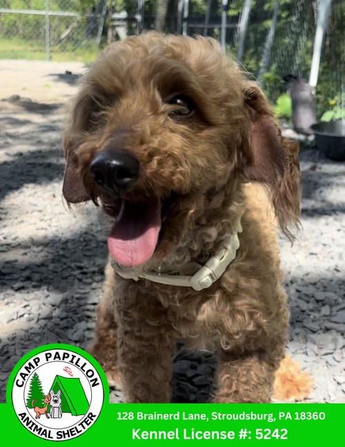 Photo of Reba, adoptable Poodle (Miniature) in Stroudsburg, Pennsylvania